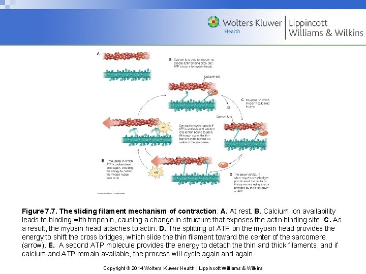 Figure 7. 7. The sliding filament mechanism of contraction. A. At rest. B. Calcium