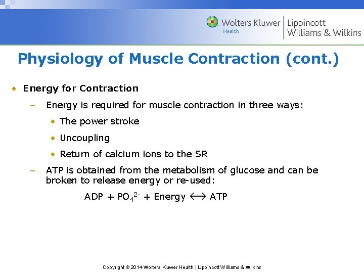 Physiology of Muscle Contraction (cont. ) • Energy for Contraction – Energy is required