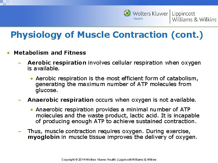 Physiology of Muscle Contraction (cont. ) • Metabolism and Fitness – Aerobic respiration involves