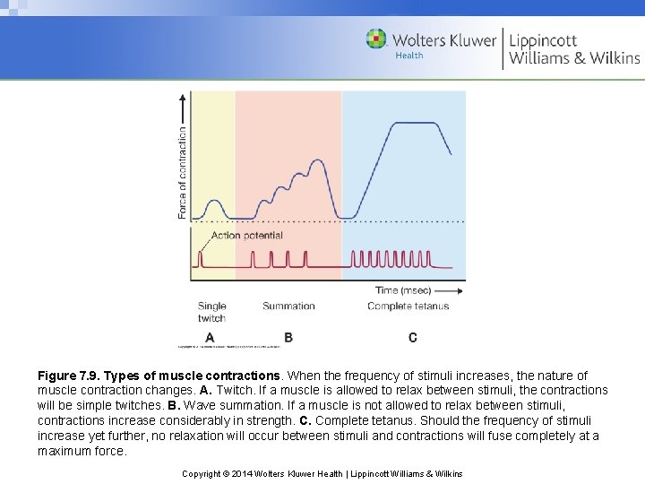 Figure 7. 9. Types of muscle contractions. When the frequency of stimuli increases, the