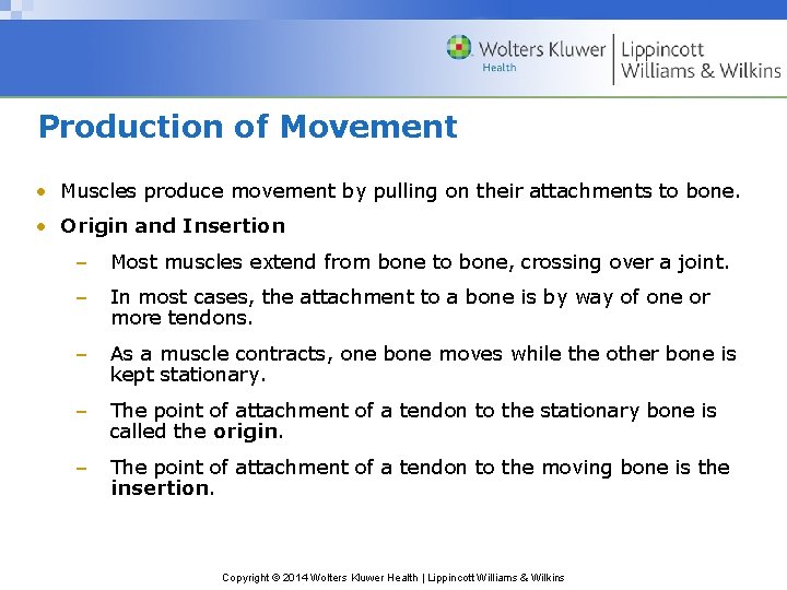 Production of Movement • Muscles produce movement by pulling on their attachments to bone.