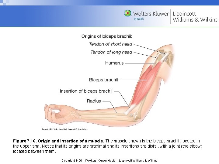 Figure 7. 10. Origin and insertion of a muscle. The muscle shown is the