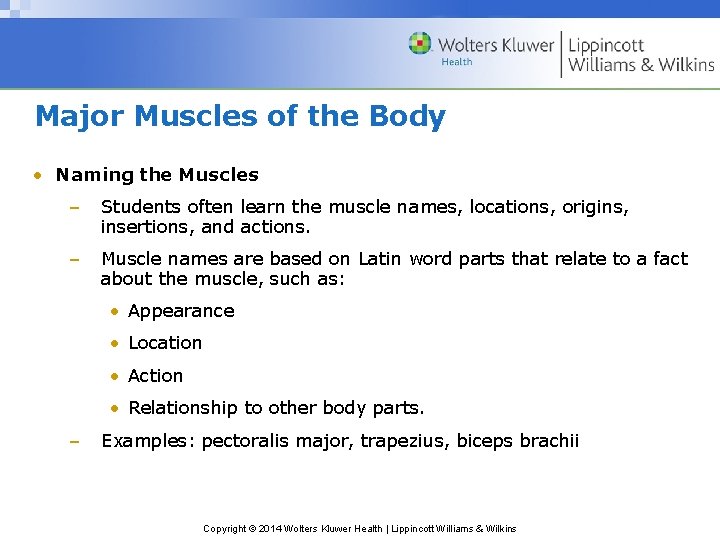 Major Muscles of the Body • Naming the Muscles – Students often learn the