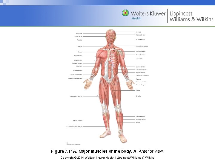 Figure 7. 11 A. Major muscles of the body. A. Anterior view. Copyright ©