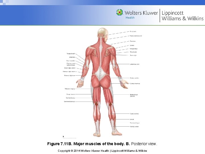 Figure 7. 11 B. Major muscles of the body. B. Posterior view. Copyright ©