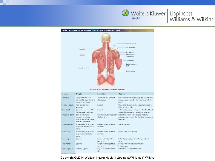 Copyright © 2014 Wolters Kluwer Health | Lippincott Williams & Wilkins 