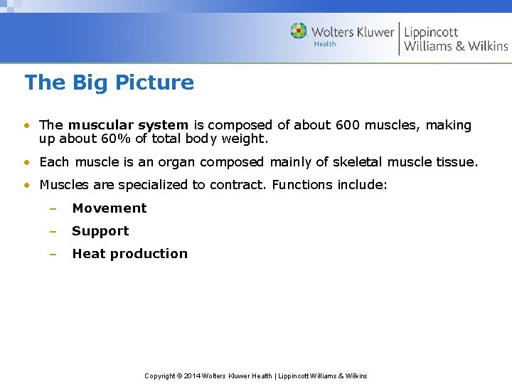 The Big Picture • The muscular system is composed of about 600 muscles, making