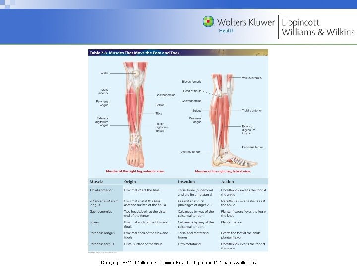 Copyright © 2014 Wolters Kluwer Health | Lippincott Williams & Wilkins 