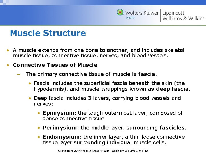 Muscle Structure • A muscle extends from one bone to another, and includes skeletal