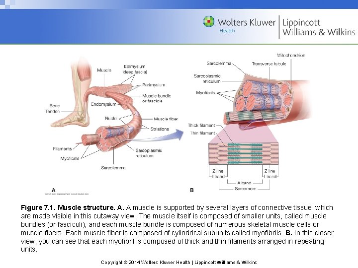Figure 7. 1. Muscle structure. A. A muscle is supported by several layers of