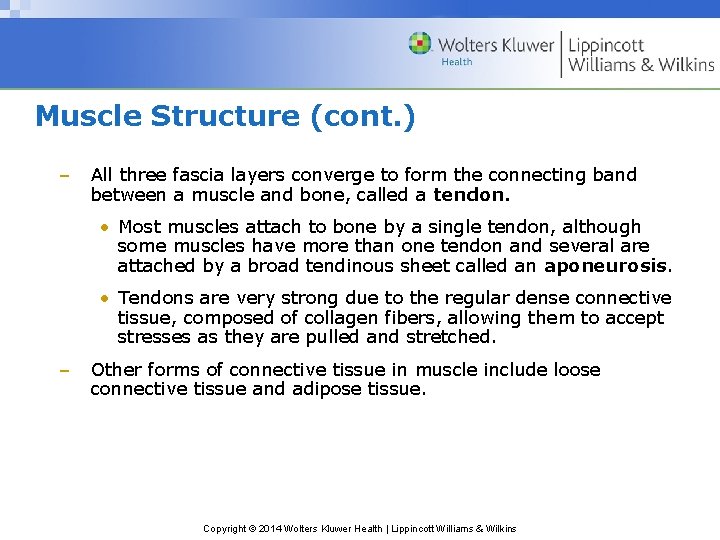 Muscle Structure (cont. ) – All three fascia layers converge to form the connecting