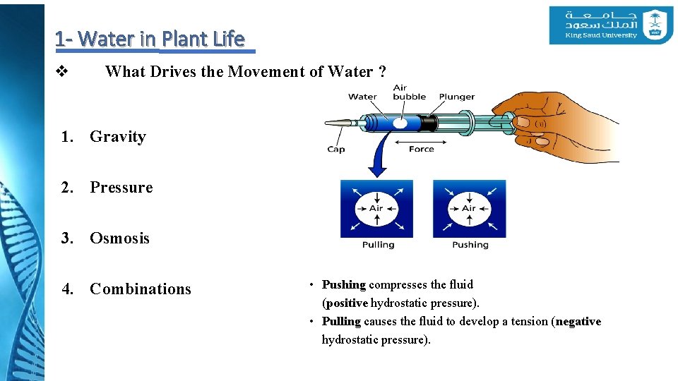 1 - Water in Plant Life v What Drives the Movement of Water ?