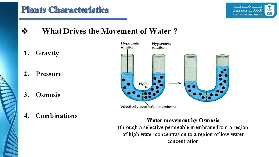 Plants Characteristics v What Drives the Movement of Water ? 1. Gravity 2. Pressure