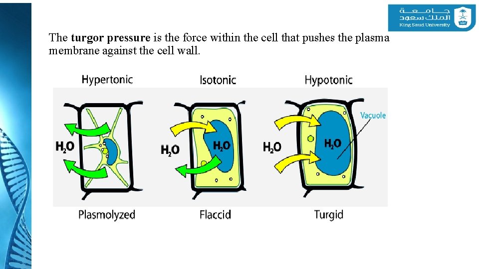 The turgor pressure is the force within the cell that pushes the plasma membrane