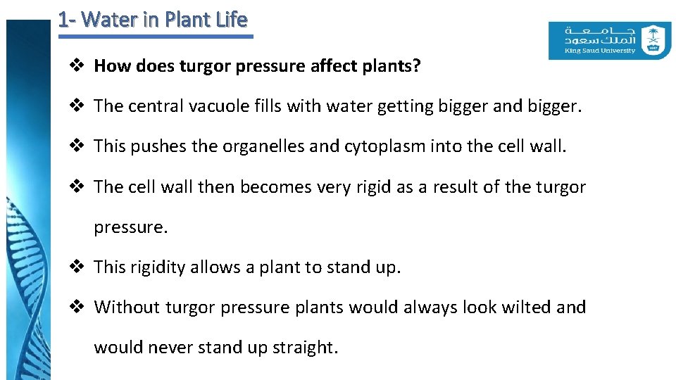 1 - Water in Plant Life v How does turgor pressure affect plants? v