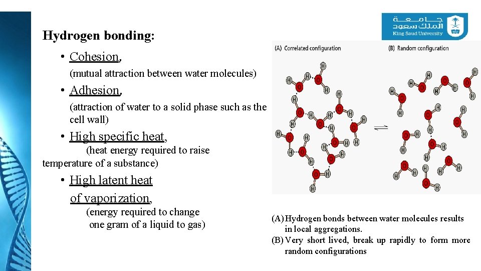 Hydrogen bonding: • Cohesion, (mutual attraction between water molecules) • Adhesion, (attraction of water