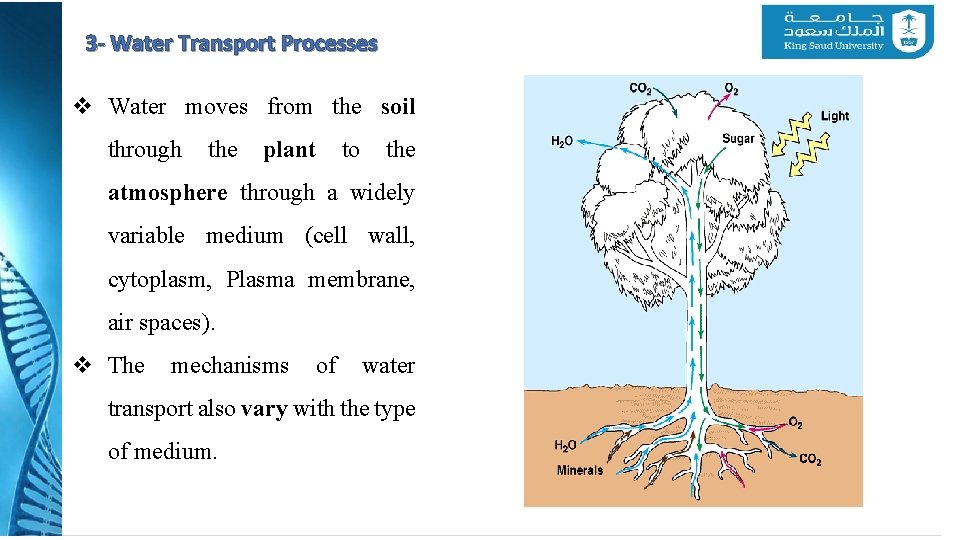 3 - Water Transport Processes v Water moves from the soil through the plant