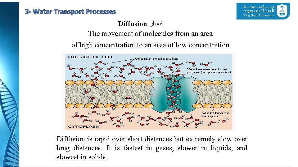 3 - Water Transport Processes Diffusion ﺍﻧﺘﺸﺎﺭ The movement of molecules from an area