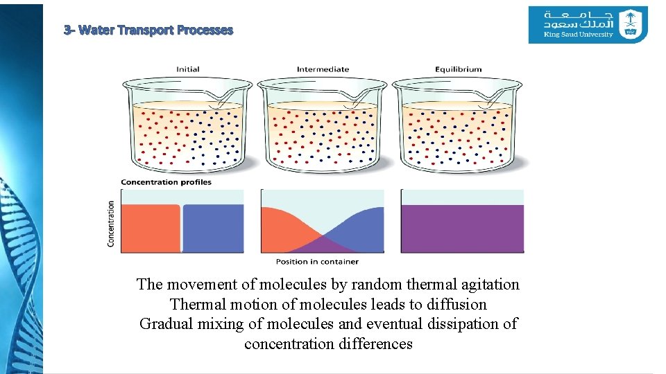 3 - Water Transport Processes The movement of molecules by random thermal agitation Thermal