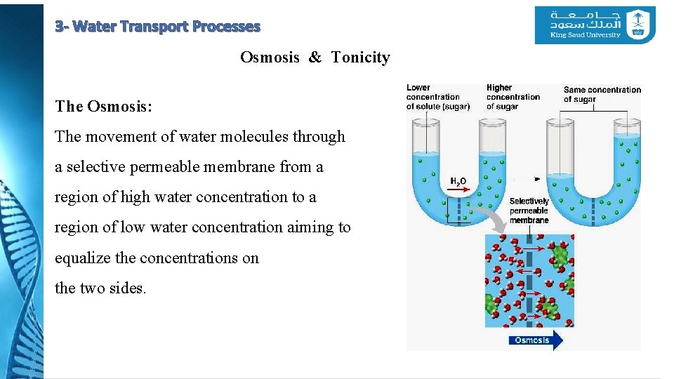 3 - Water Transport Processes Osmosis & Tonicity The Osmosis: The movement of water