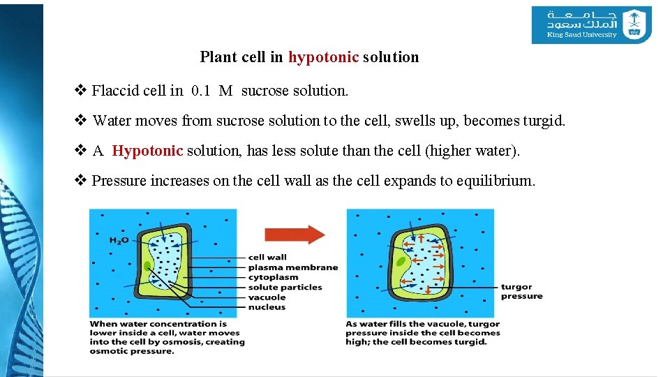 Plant cell in hypotonic solution v Flaccid cell in 0. 1 M sucrose solution.