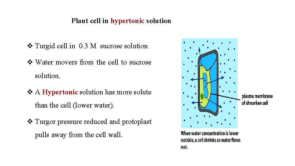 Plant cell in hypertonic solution v Turgid cell in 0. 3 M sucrose solution