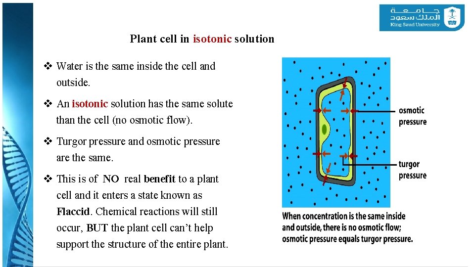 Plant cell in isotonic solution v Water is the same inside the cell and
