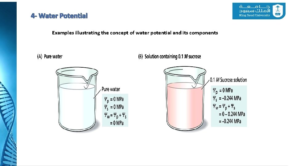 4 - Water Potential Examples illustrating the concept of water potential and its components