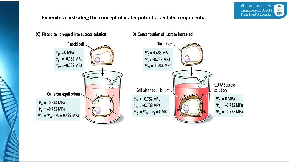 Examples illustrating the concept of water potential and its components 