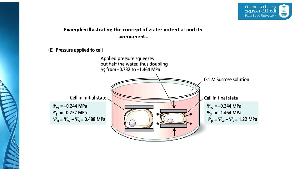 Examples illustrating the concept of water potential and its components 