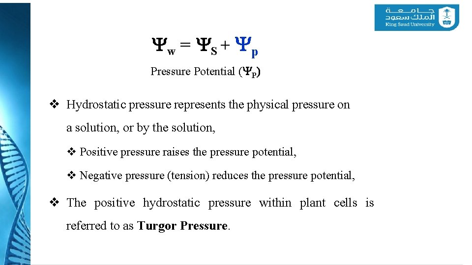 Yw = YS + Yp Pressure Potential (YP) v Hydrostatic pressure represents the physical