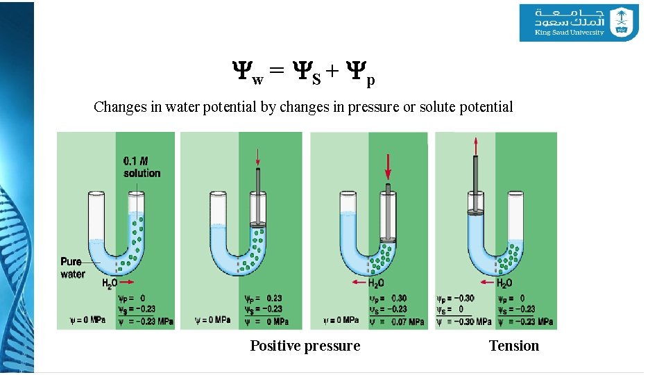Yw = YS + Yp Changes in water potential by changes in pressure or