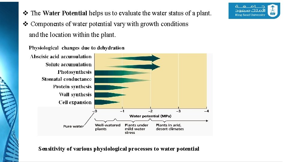 v The Water Potential helps us to evaluate the water status of a plant.