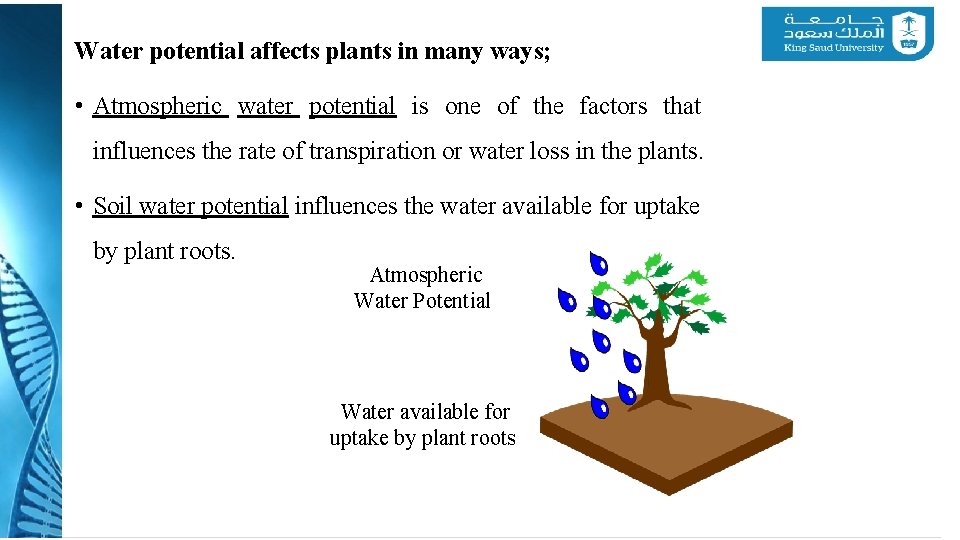 Water potential affects plants in many ways; • Atmospheric water potential is one of