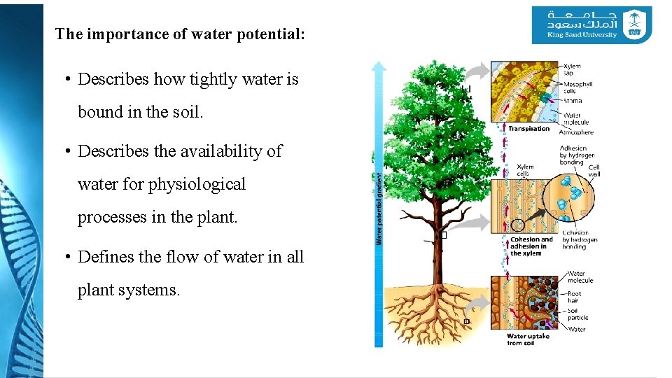 The importance of water potential: • Describes how tightly water is bound in the