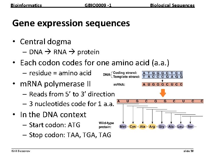 Bioinformatics GBIO 0009 1 Biological Sequences Gene expression sequences • Central dogma – DNA