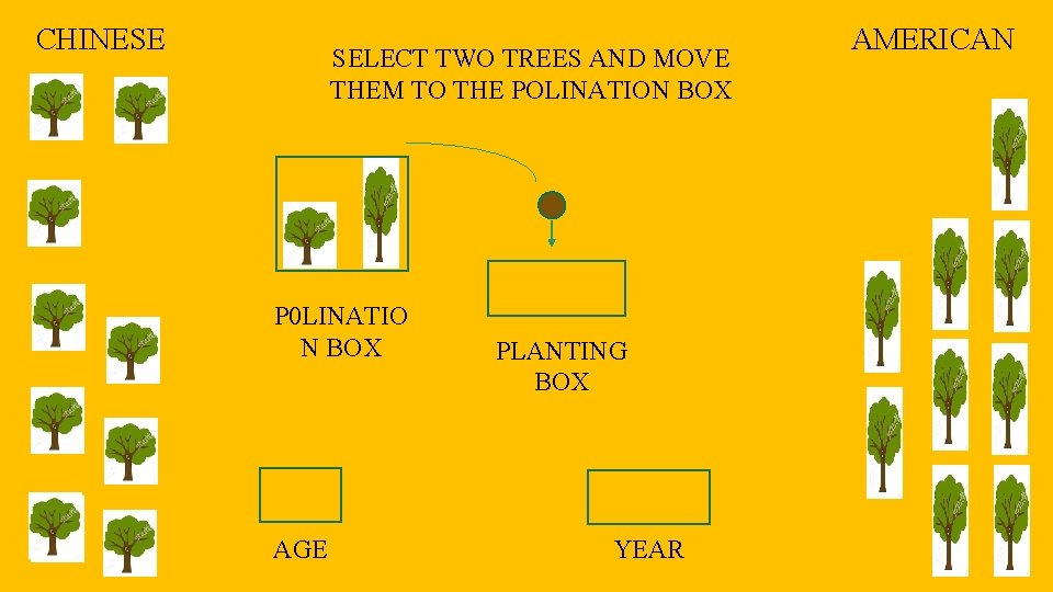 CHINESE SELECT TWO TREES AND MOVE THEM TO THE POLINATION BOX P 0 LINATIO