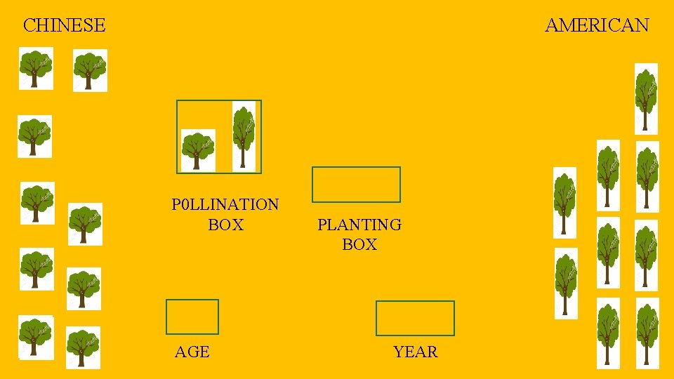 CHINESE AMERICAN P 0 LLINATION BOX AGE PLANTING BOX YEAR 