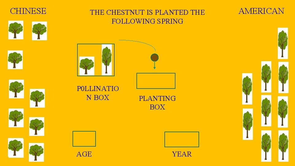 CHINESE THE CHESTNUT IS PLANTED THE FOLLOWING SPRING P 0 LLINATIO N BOX AGE