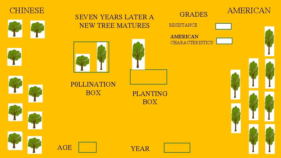 CHINESE SEVEN YEARS LATER A NEW TREE MATURES GRADES RESISTANCE AMERICAN CHARACTERISTICS P 0