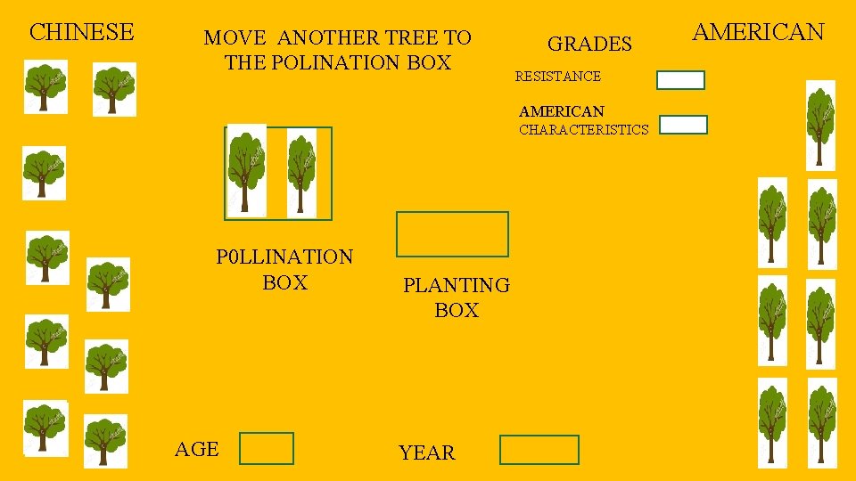CHINESE MOVE ANOTHER TREE TO THE POLINATION BOX GRADES RESISTANCE AMERICAN CHARACTERISTICS P 0