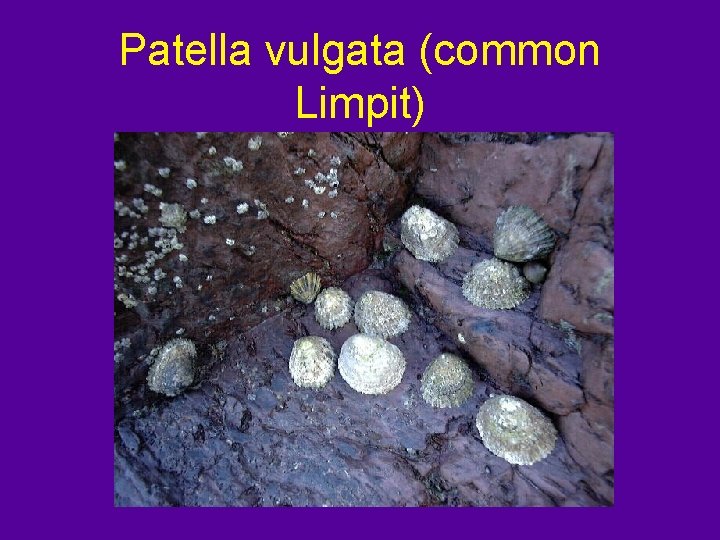 Patella vulgata (common Limpit) 