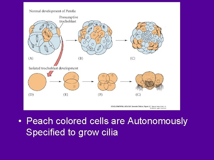  • Peach colored cells are Autonomously Specified to grow cilia 