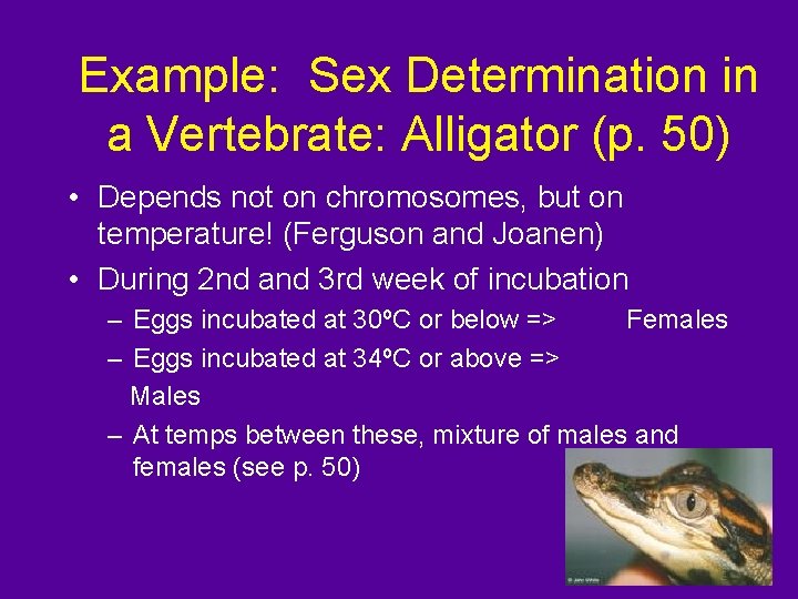 Example: Sex Determination in a Vertebrate: Alligator (p. 50) • Depends not on chromosomes,