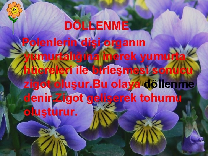 DÖLLENME Polenlerin dişi organın yumurtalığına inerek yumurta hücreleri ile birleşmesi sonucu zigot oluşur. Bu