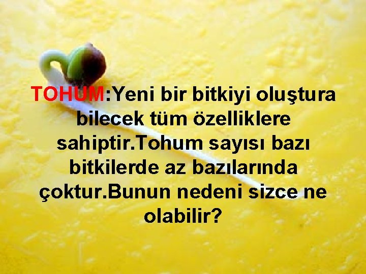 TOHUM: Yeni bir bitkiyi oluştura bilecek tüm özelliklere sahiptir. Tohum sayısı bazı bitkilerde az