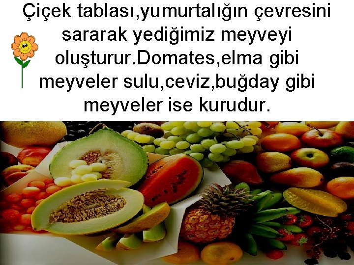 Çiçek tablası, yumurtalığın çevresini sararak yediğimiz meyveyi oluşturur. Domates, elma gibi meyveler sulu, ceviz,
