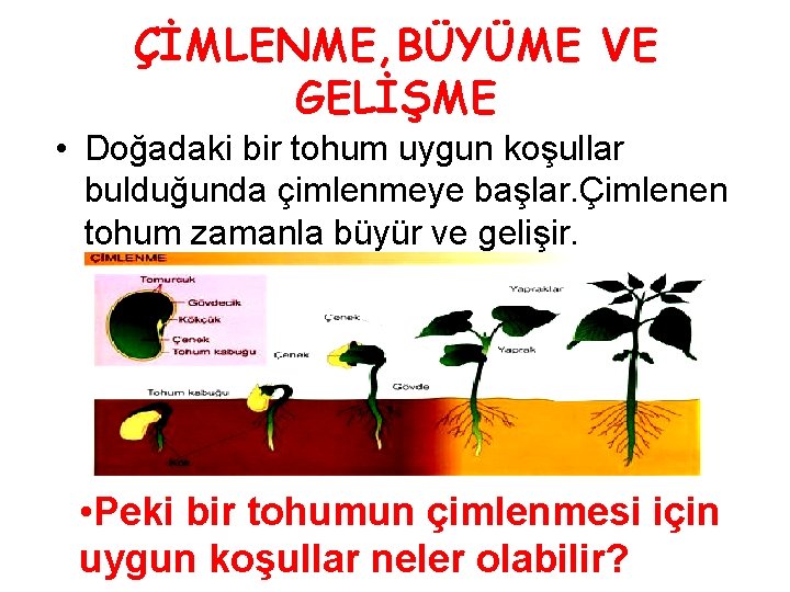 ÇİMLENME, BÜYÜME VE GELİŞME • Doğadaki bir tohum uygun koşullar bulduğunda çimlenmeye başlar. Çimlenen