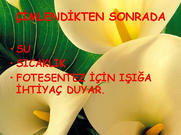 ÇİMLENDİKTEN SONRADA • SU • SICAKLIK • FOTESENTEZ İÇİN IŞIĞA İHTİYAÇ DUYAR. 