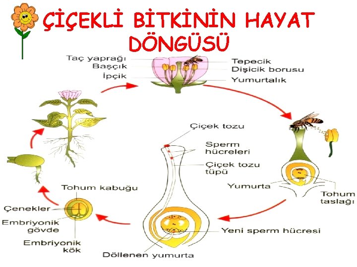 ÇİÇEKLİ BİTKİNİN HAYAT DÖNGÜSÜ 